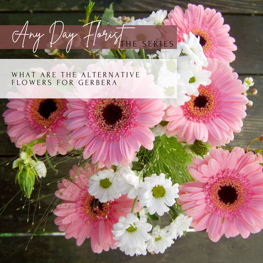 What are the Alternative flowers for Gerberas