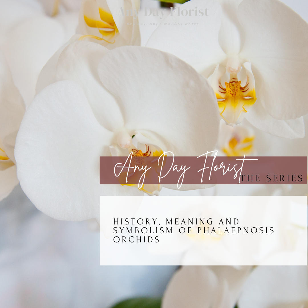 History, Meaning and Symbolism of Phalaenpnosis Orchids