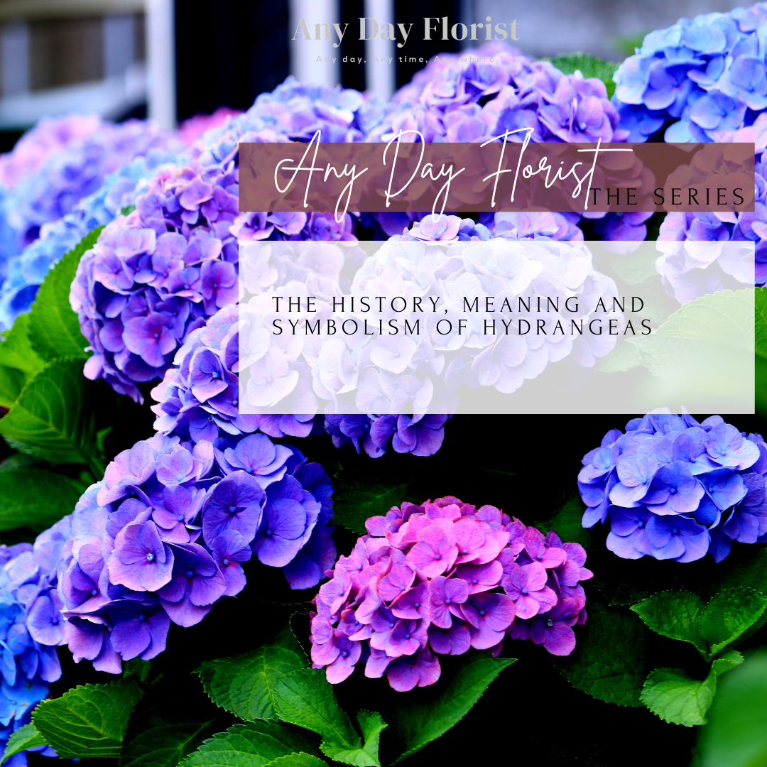 The History, Meaning And Symbolism Of Hydrangeas